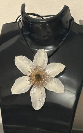 Clematis M-12
